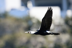 カワウ飛ぶ