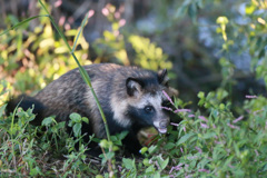 ポンタかポンコシリーズ-6