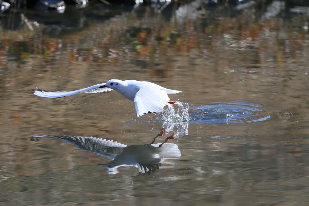 ユリカモメ飛び出し