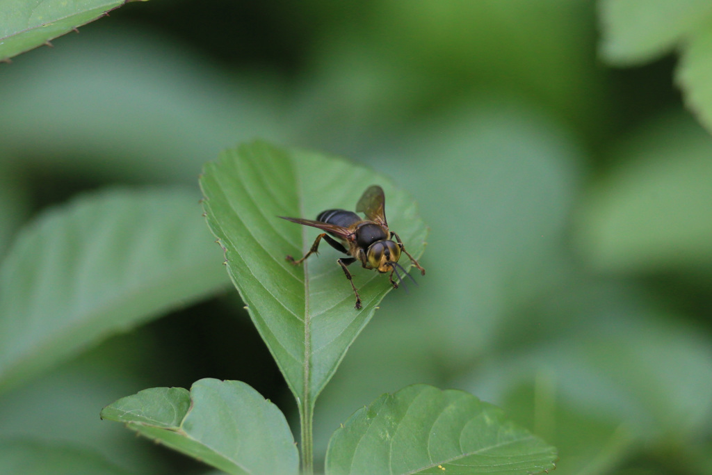 金色サングラス