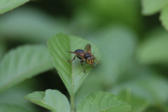 金色サングラス