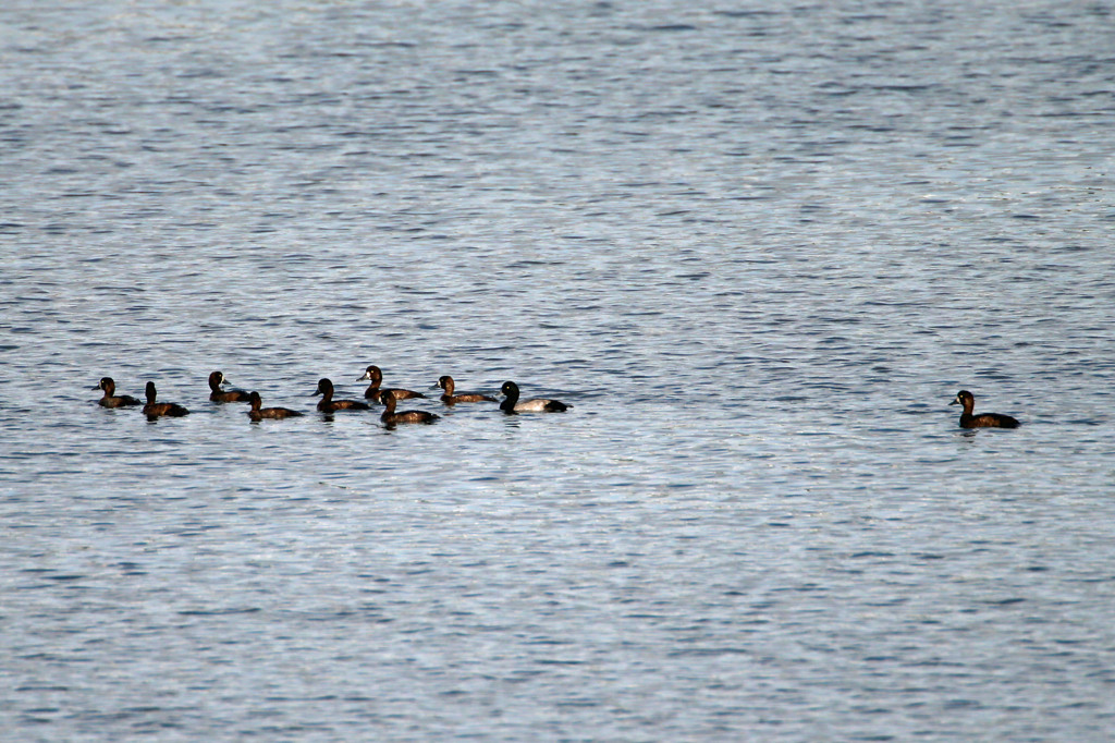 置いてかないで～