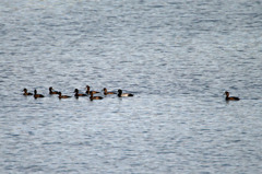 置いてかないで～