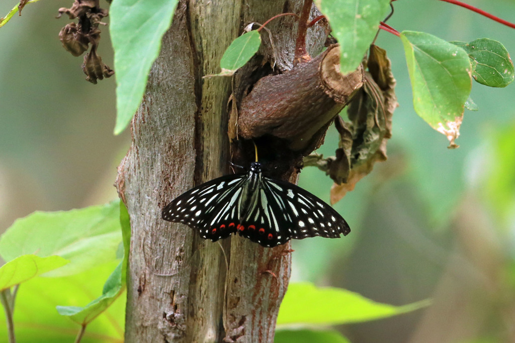 アカホシゴマダラチョウ