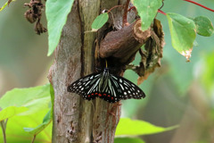 アカホシゴマダラチョウ