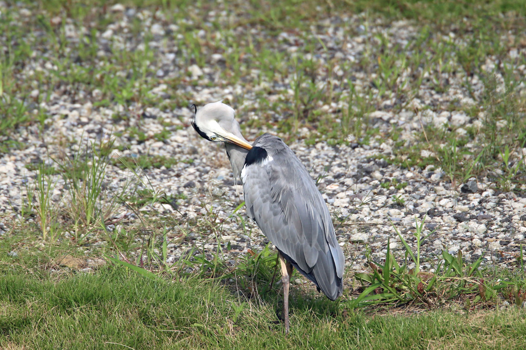 首が丸（アオサギさん)