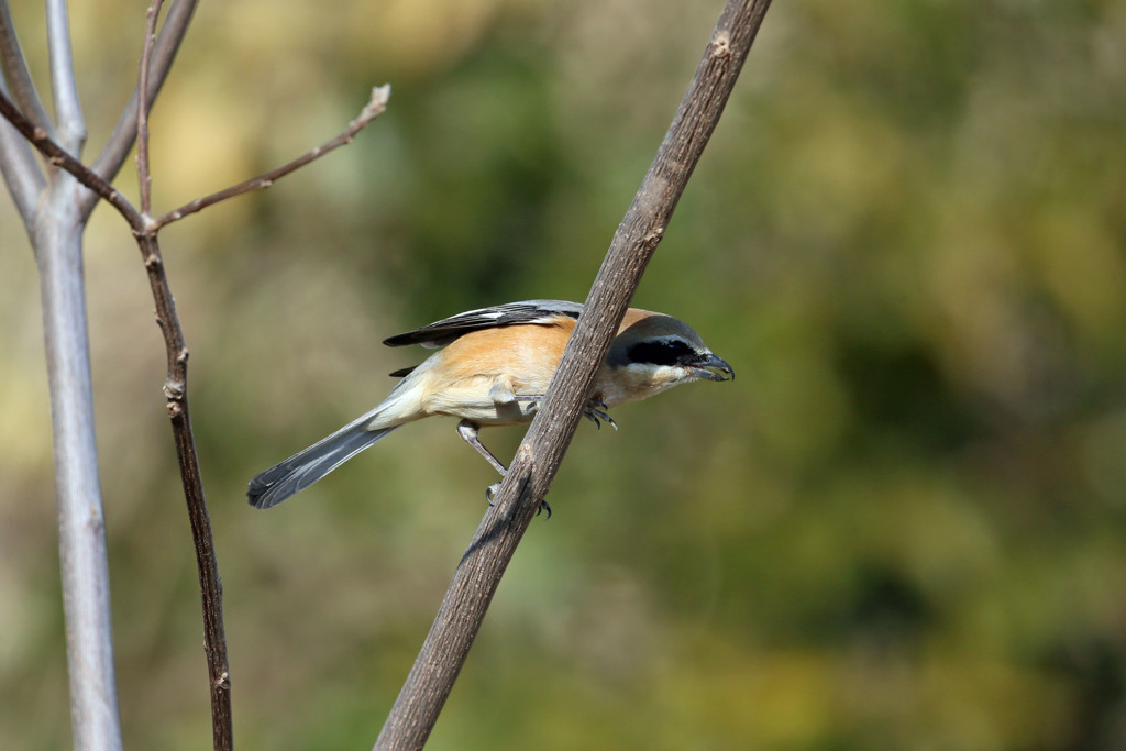 モズ飛び出し準備