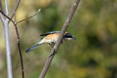 モズ飛び出し準備