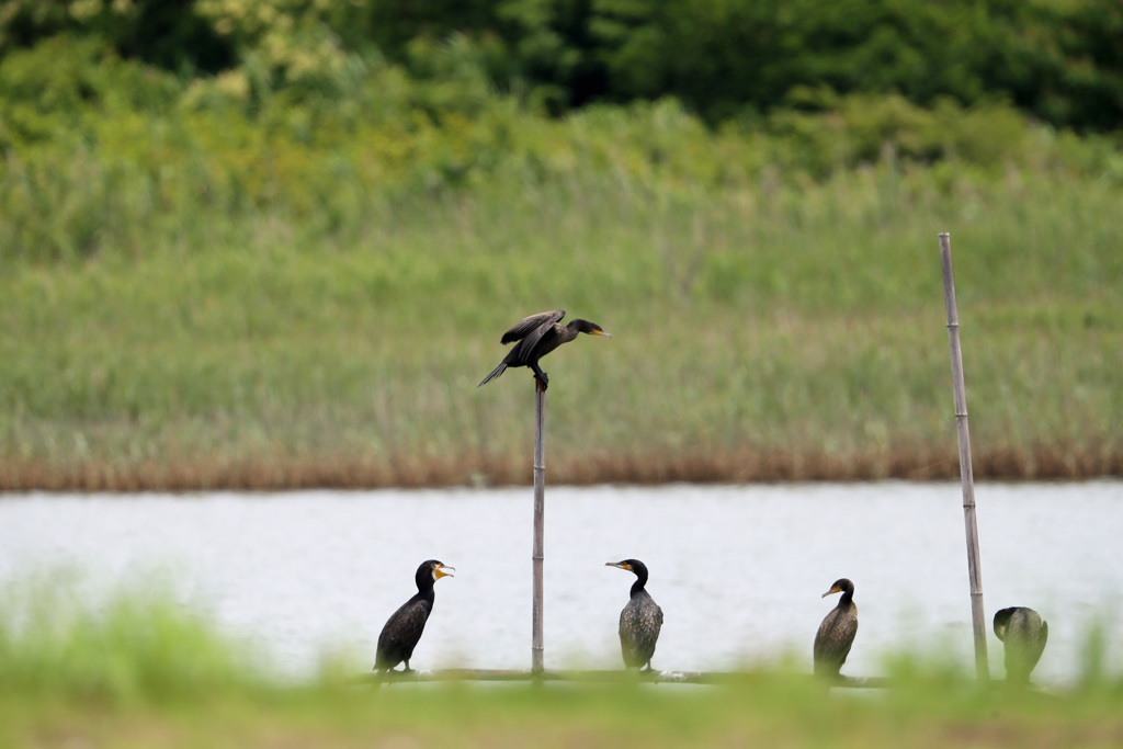 見下ろすカワウ