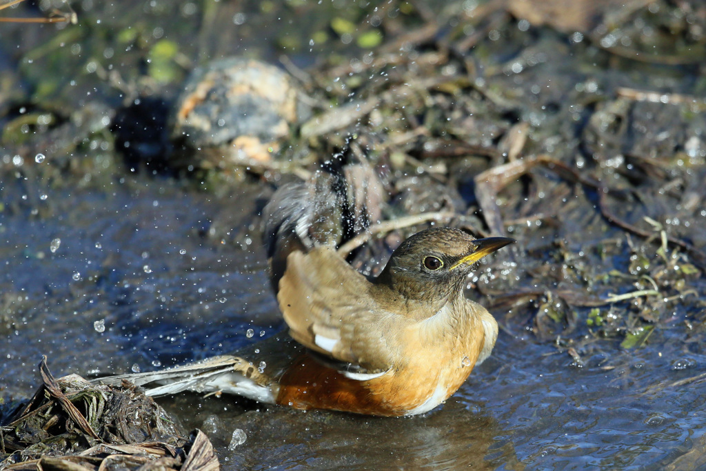 アカハラ水浴びその1