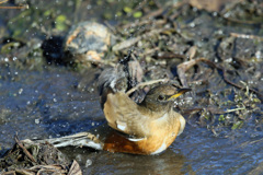 アカハラ水浴びその1
