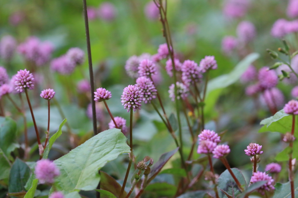 まりこいっぱい