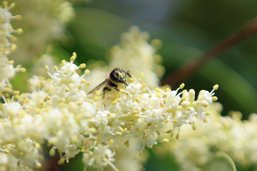 花粉がいっぱい