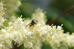 花粉がいっぱい