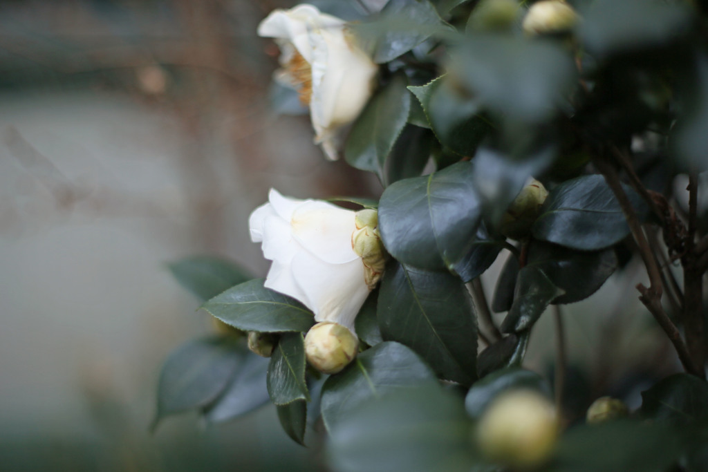 写真の基本50ｍｍレンズその3