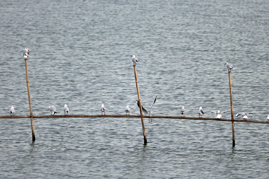 カモメさん占領