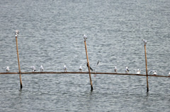 カモメさん占領