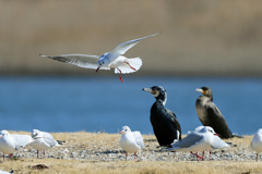 ウミウ、カワウの観客