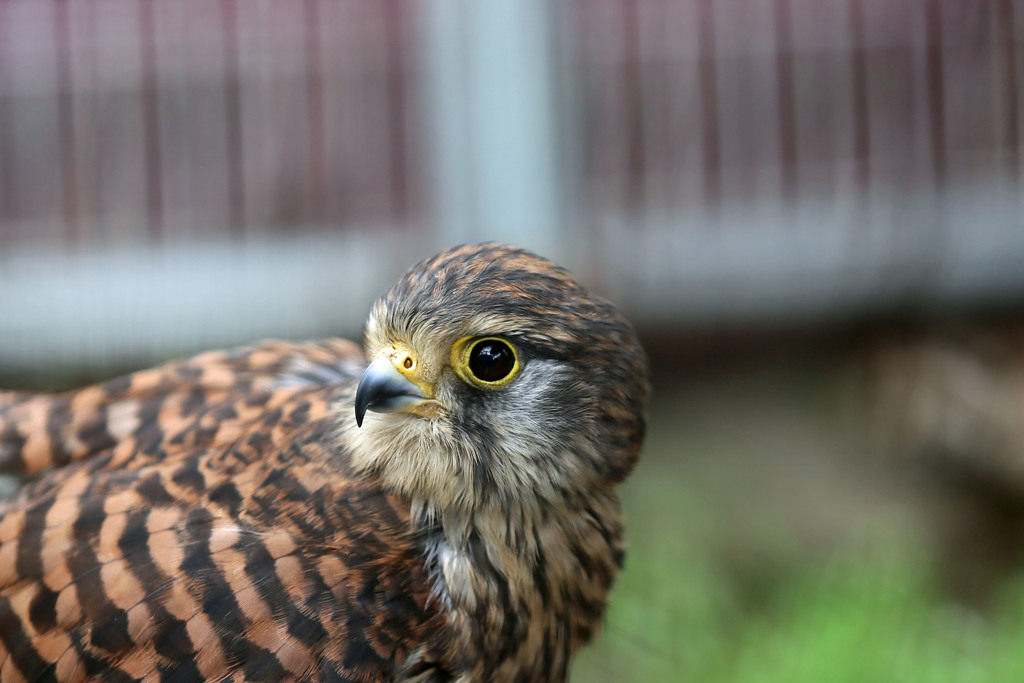 チョウゲンボウ