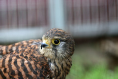 チョウゲンボウ