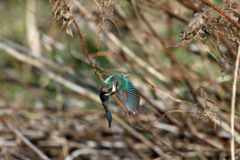 カワセミ飛び出し
