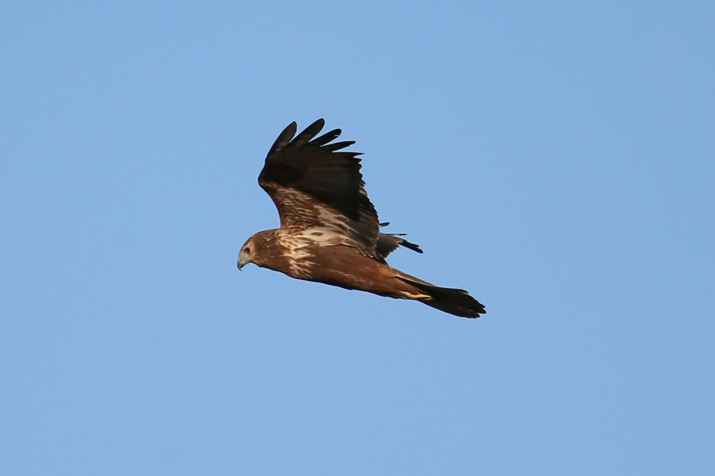 チュウヒ定番写真