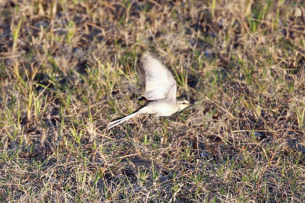 夕日に向かって