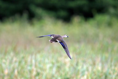 カルガモセーフ