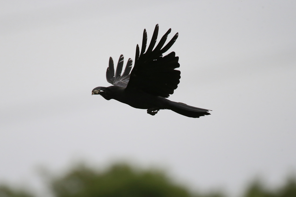 母ちゃん頑張る