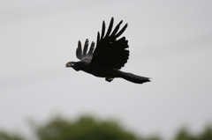 母ちゃん頑張る