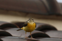 キセキレイポーズ1