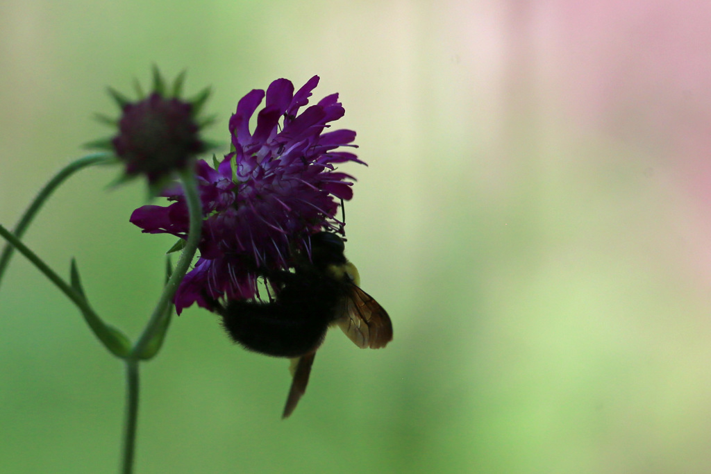 クマバチシルエット-1