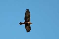 チュウヒの飛び方その2