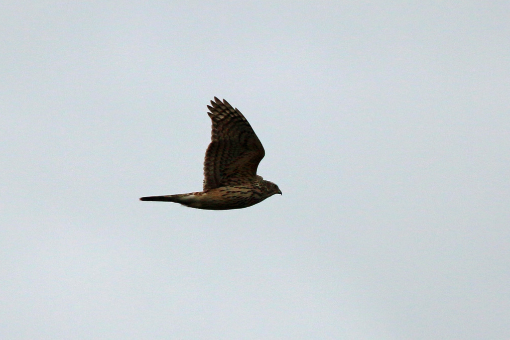 オオタカ幼鳥シルエットその4