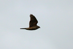 オオタカ幼鳥シルエットその4