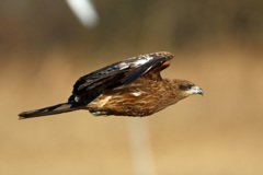 翅がボロボロ-3