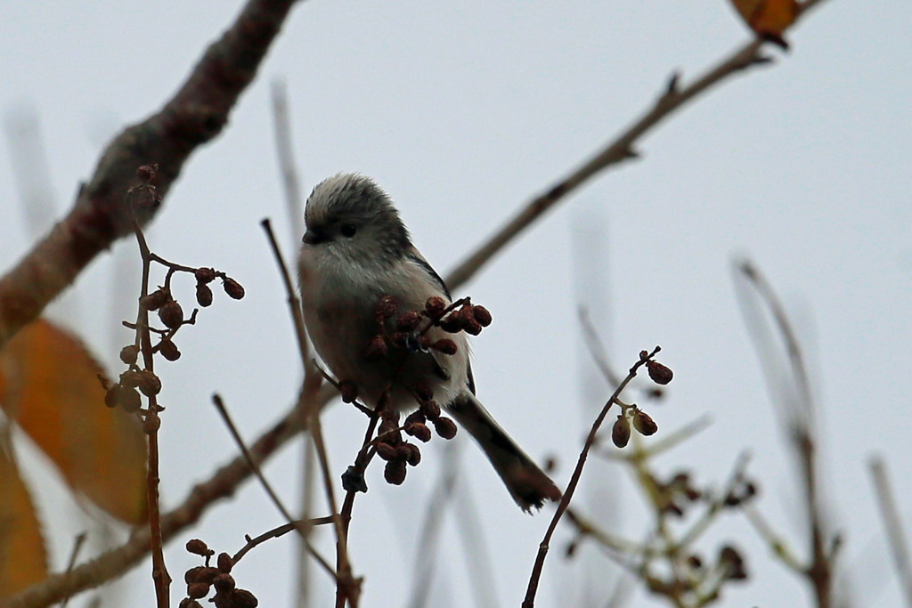 エナガ定番写真