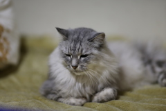 チョコンと座る