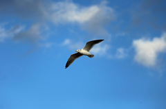 青空とセグロカモメ-4