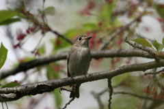 初めてのコサメビタキ-9