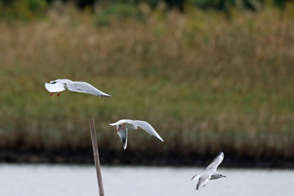 コマ送りに見えるかな