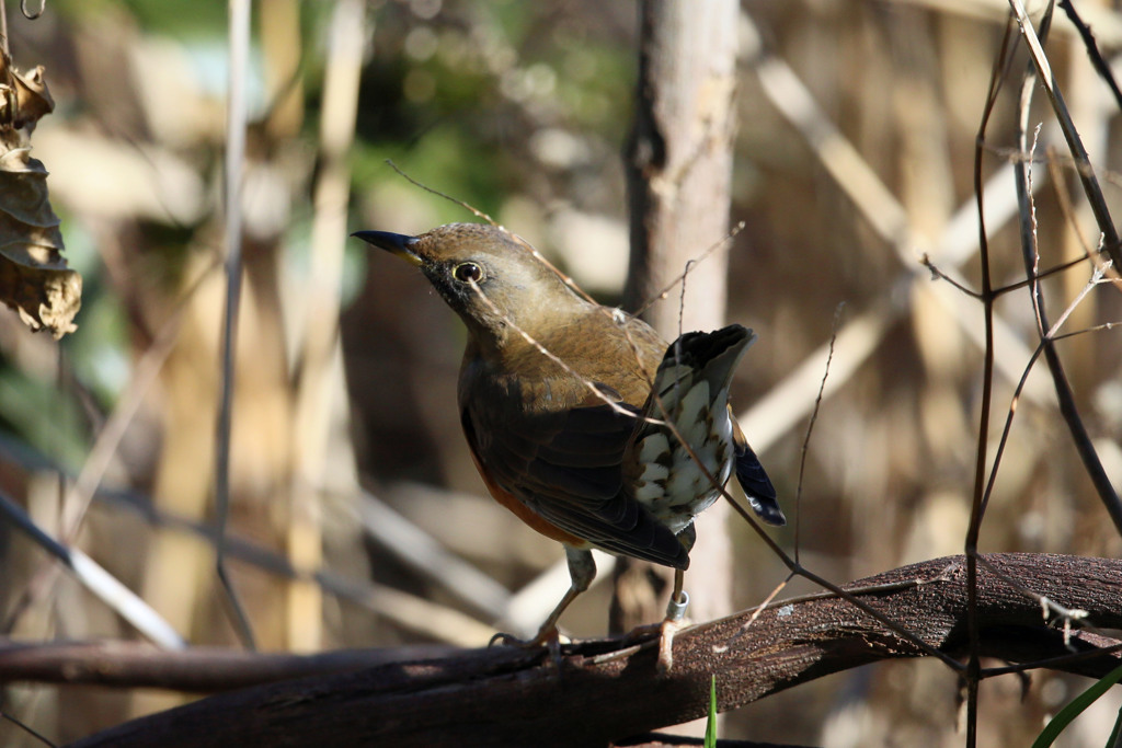 アカハラのお尻