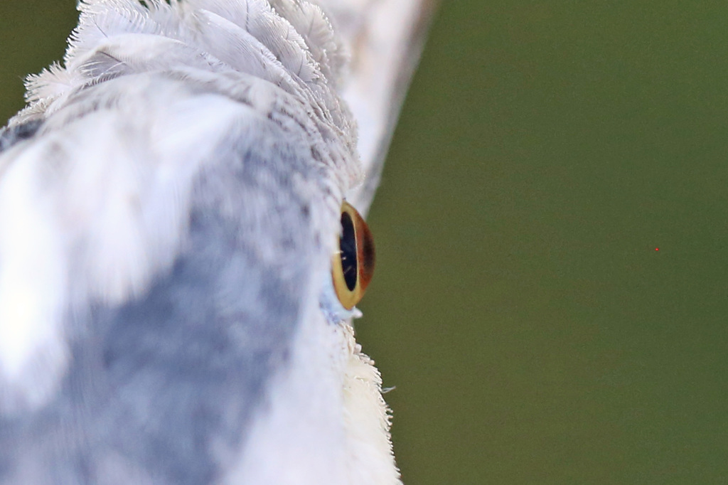 はげてるの撮らないで