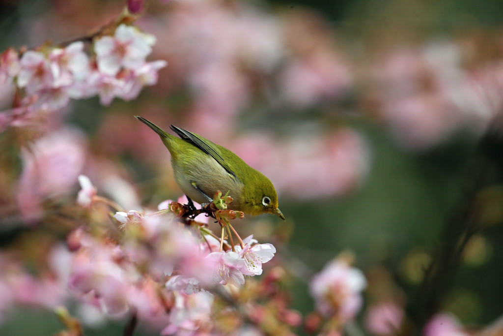 ピンクのふわふわ