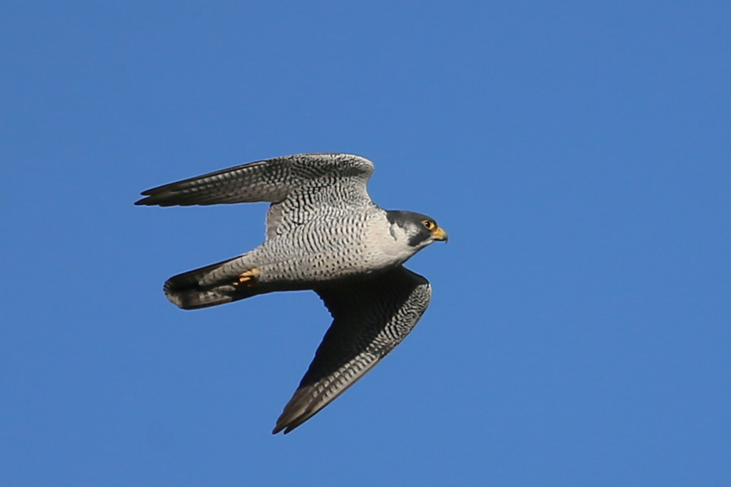 ハヤブサ定番写真