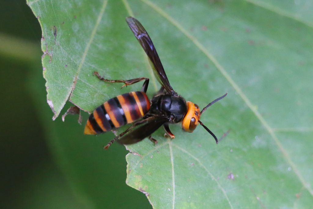 危険望遠レンズで撮りましょう-1