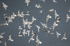 ユリカモメさん団体飛行-1