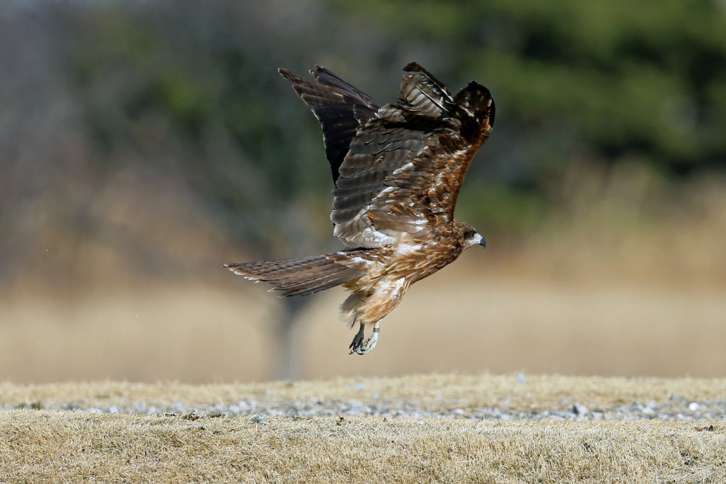 飛び出しじゃないよジャンプだよ-2