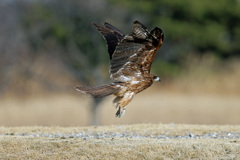 飛び出しじゃないよジャンプだよ-2