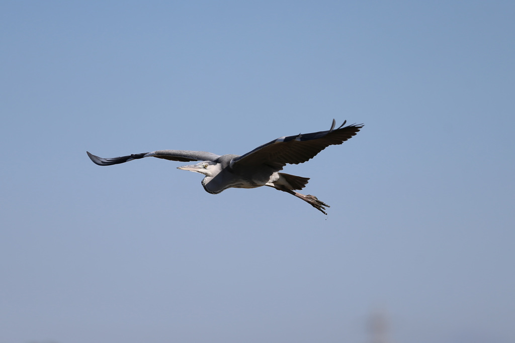 アオサギセーフ